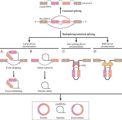 Regulatory mechanism of circular RNA involvement in osteoarthritis